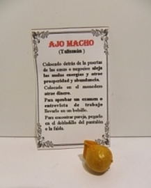AJO MACHO